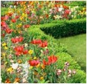 Bild eines Blumenbeetes mit verschiedenen farbigen Blumen, die von einer kleinen Hecke eingefasst ist